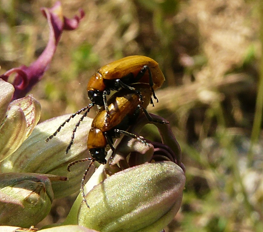 Tra le vecchie foto... Exosoma lusitanicum